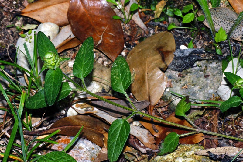 Prunella vulgaris